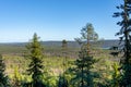 Pine Forest in Lapland Royalty Free Stock Photo