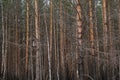 Pine forest after large-scale fire. Landscape of a burnt forest. Dead forest after fires. New green vegetation after a Royalty Free Stock Photo