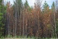 Pine forest after large-scale fire. Landscape of burnt forest. Dead forest after fires. New green vegetation after a Royalty Free Stock Photo