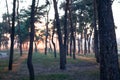 Pine forest with the last of the sun shining through the trees. Sunset in wood. Sunrise view in morning forest. Blurred Royalty Free Stock Photo