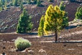 Pine forest on lava rocks at the Teide National Park Royalty Free Stock Photo