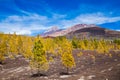 Pine forest on lava rocks at the Teide National park Royalty Free Stock Photo