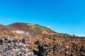 pine forest on lava rocks at the Teide National Park in Tenerife, Spain Royalty Free Stock Photo