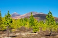 Pine forest on lava rocks at the Teide National Park in Tenerife Royalty Free Stock Photo