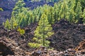 view of pine forest on lava rocks at the Teide National Park in Tenerife, Spain Royalty Free Stock Photo