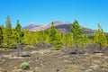 view of pine forest on lava rocks at the Teide National Park in Tenerife, Spain Royalty Free Stock Photo