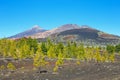 view of pine forest on lava rocks at the Teide National Park in Tenerife, Spain Royalty Free Stock Photo