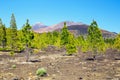 view of pine forest on lava rocks at the Teide National Park in Tenerife, Spain Royalty Free Stock Photo