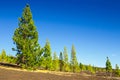 view of pine forest on lava rocks at the Teide National Park in Tenerife, Spain Royalty Free Stock Photo