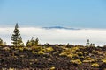 view of pine forest on lava rocks at the Teide National Park in Tenerife, Spain Royalty Free Stock Photo