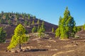 Pine forest on lava rocks in Tenerife, Spain Royalty Free Stock Photo