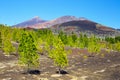 Pine forest on lava rocks in Tenerife, Spain Royalty Free Stock Photo