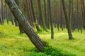 Scots or scotch pine Pinus sylvestris forest with a leaning tree on the foreground. Royalty Free Stock Photo