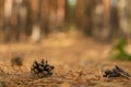 Pine forest light background bokeh Royalty Free Stock Photo