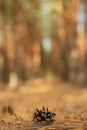Pine forest light background fine bokeh Royalty Free Stock Photo