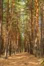 Pine forest light trail background Royalty Free Stock Photo