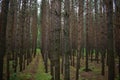 Pine forest is the lightest of all types of forests
