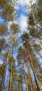 Pine Forest Looking Up to the Tree Crowns and Blue Sky. Royalty Free Stock Photo