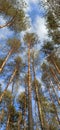 Pine Forest Looking Up to the Tree Crowns and Blue Sky. Royalty Free Stock Photo