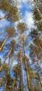 Pine Forest Looking Up to the Tree Crowns and Blue Sky. Royalty Free Stock Photo