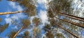 Pine Forest Looking Up to the Tree Crowns and Blue Sky. Royalty Free Stock Photo