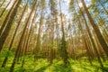 Pine forest low perspective wide angle panorama Royalty Free Stock Photo