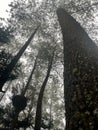 pine forest with lush and tall trees