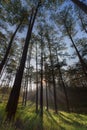 In the pine forest with magic of the sunlight, sunrays and green grass at sunrise part 3 Royalty Free Stock Photo