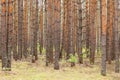 Pine forest with many trees at autumn