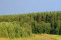 Pine forest landscape, summer rural nature Royalty Free Stock Photo