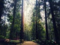 Pine forest in Mojosemi, East Java, Indonesia Royalty Free Stock Photo