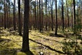 Pine forest in the morning, spring Royalty Free Stock Photo