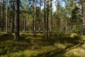 Pine forest in morning sunlight and shadows on the land in blooming flowers heather