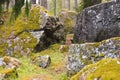 Pine forest with moss covered rocks. Royalty Free Stock Photo