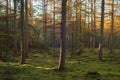 Pine forest with mossy ground. Royalty Free Stock Photo