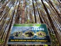 pine forest in Mount Merbabu National Park Royalty Free Stock Photo