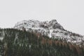 Pine forest and mountain in the snow Royalty Free Stock Photo