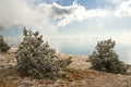 Pine forest in a mountains