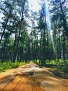 Pine forest and a muddy road at Daringbadi, Orissa