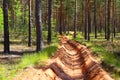 Pine forest.Natural landscape. Royalty Free Stock Photo