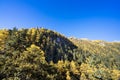 Pine Forest Nature Landscape in autumn. yellow and green pine in the mountains of Yading, China