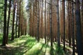 Pine forest. Nature. Smooth rows of coniferous trees. Green grass. Trail. Unique