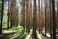 Pine forest. Nature. Smooth rows of coniferous trees. Green grass. Trail. Unique