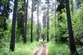 Pine forest. Nature. Smooth rows of coniferous trees. Green grass. Trail. Unique