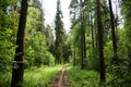 Pine forest. Nature. Smooth rows of coniferous trees. Green grass. Trail. Unique