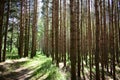 Pine forest. Nature. Smooth rows of coniferous trees. Green grass. Trail. Unique