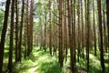 Pine forest. Nature. Smooth rows of coniferous trees. Green grass. Trail. Unique