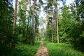 Pine forest. Nature. Smooth rows of coniferous trees. Green grass. Trail. Unique