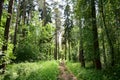 Pine forest. Nature. Smooth rows of coniferous trees. Green grass. Trail. Unique