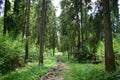 Pine forest. Nature. Smooth rows of coniferous trees. Green grass. Trail. Unique